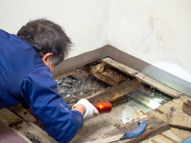 Best Crawl Space Mold Removal  in Kimball, TN