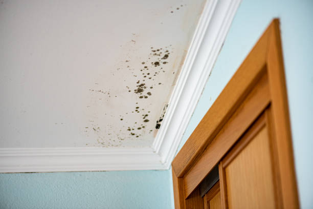 Best Certified Mold Removal  in Kimball, TN