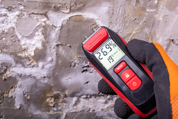 Best Toxic Mold Removal  in Kimball, TN