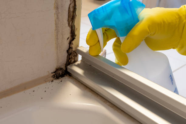 Mold Removal Process in Kimball, TN