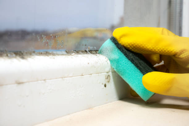 Best Office Mold Removal Services  in Kimball, TN